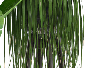collection exotic plants 3D मॉडल