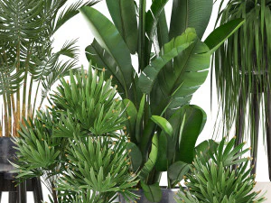 collection exotic plants 3D Model