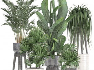 collection exotic plants 3D मॉडल