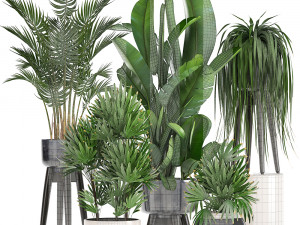 collection exotic plants 3D मॉडल