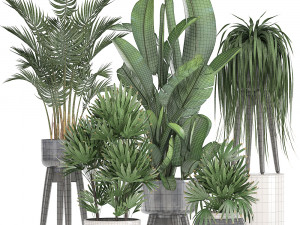 collection exotic plants 3D मॉडल