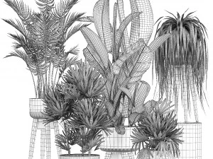 collection exotic plants 3D Model