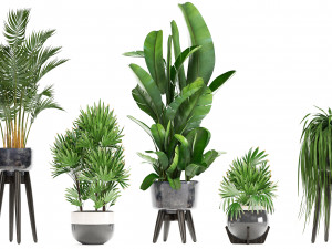 collection exotic plants 3D मॉडल