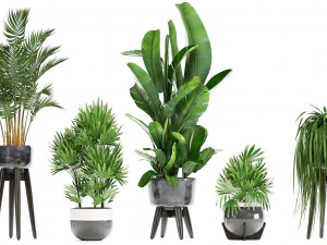 collection exotic plants 3D Model