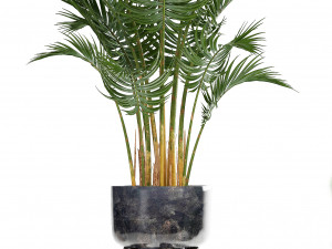 collection exotic plants 3D मॉडल