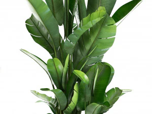 collection exotic plants 3D Model