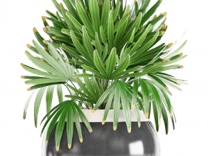 collection exotic plants 3D Model
