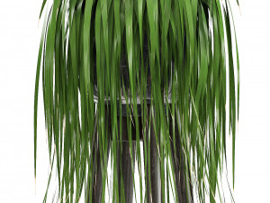 collection exotic plants 3D मॉडल