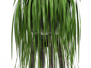 collection exotic plants 3D Model