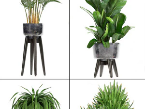 collection exotic plants 3D Model