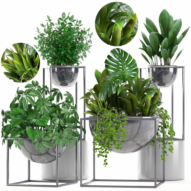 collection exotic plants Model 3D .c4d .max .obj .3ds .fbx .stl .blend 