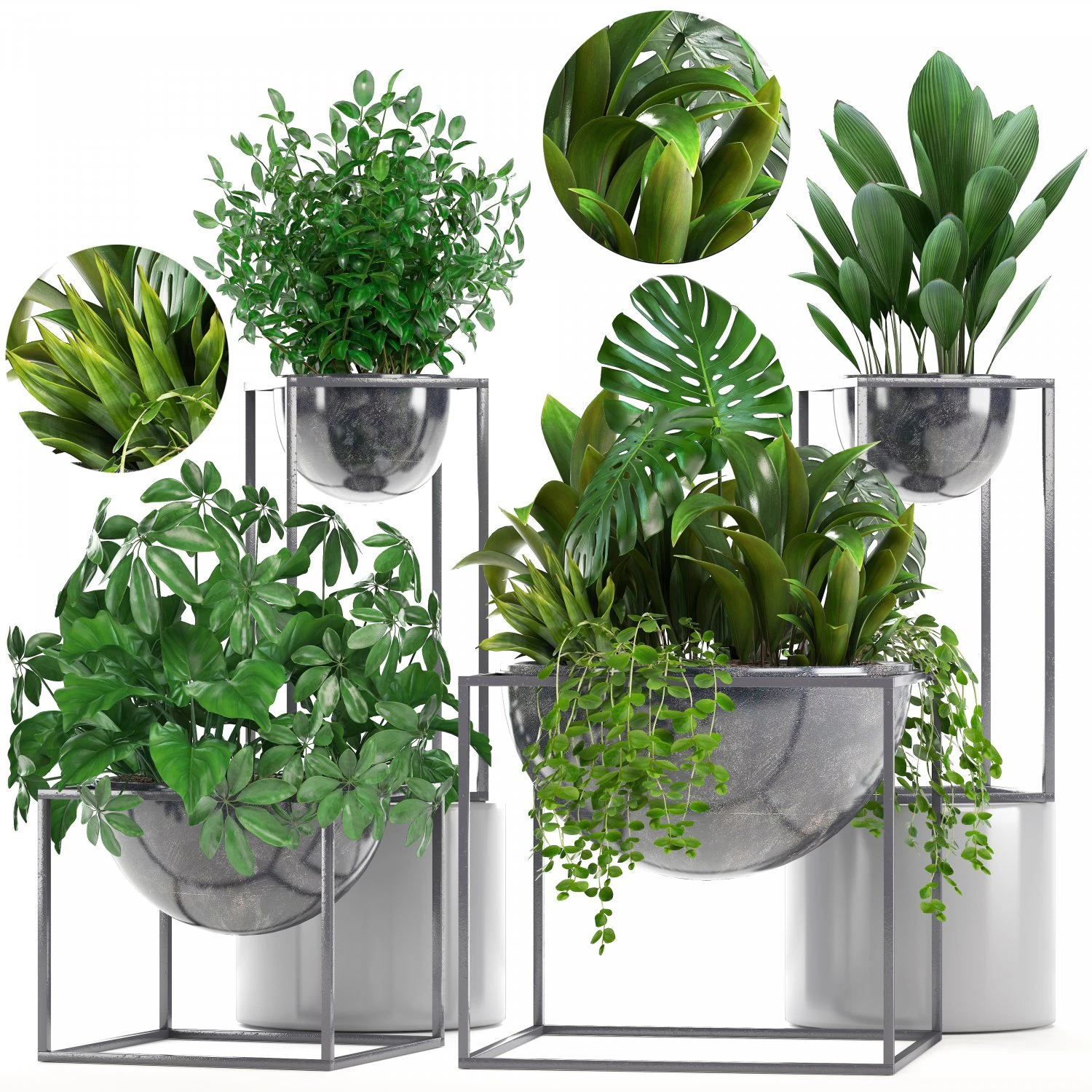 collection exotic plants 3D Model .c4d .max .obj .3ds .fbx .stl .blend 
