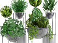 collection exotic plants 3D 模型