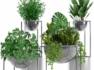 collection exotic plants Model 3D