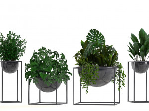 collection exotic plants Model 3D