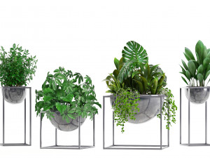 collection exotic plants Model 3D