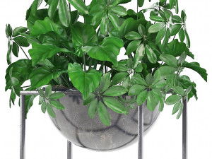 collection exotic plants Model 3D
