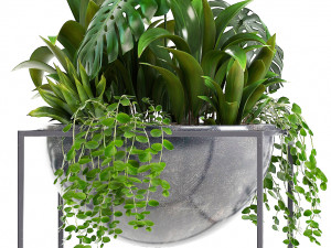 collection exotic plants Model 3D