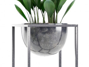 collection exotic plants Model 3D
