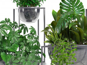 collection exotic plants Model 3D