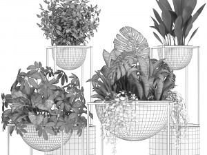 collection exotic plants Model 3D
