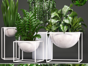 collection exotic plants 3D मॉडल