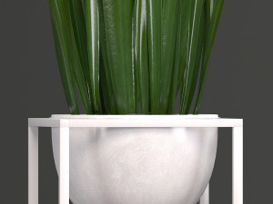 collection exotic plants 3Dモデル