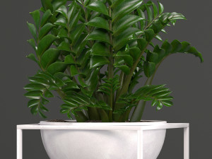 collection exotic plants 3Dモデル