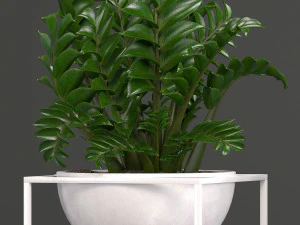 collection exotic plants 3D Model
