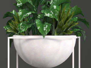collection exotic plants 3D Model