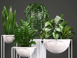 collection exotic plants 3D Model
