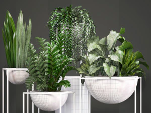 collection exotic plants 3D Model