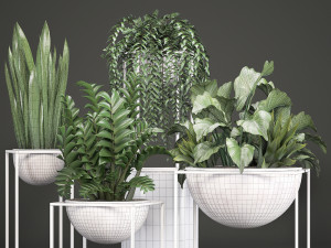 collection exotic plants 3Dモデル