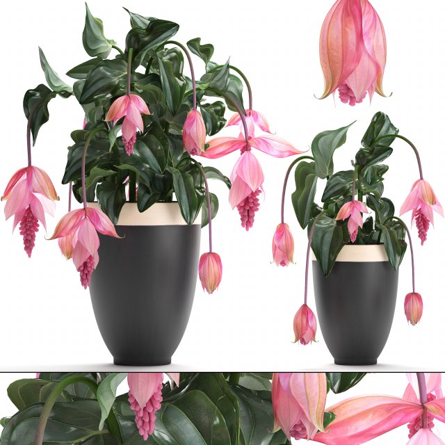 collection exotic plants medinilla magnifica 3D Model .c4d .max .obj .3ds .fbx .stl .blend 