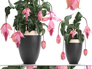 колекція екзотичних рослин medinilla magnifica 3D Модель