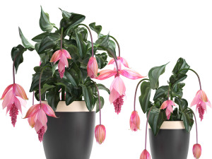 collection exotic plants medinilla magnifica 3D Model