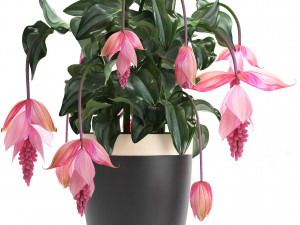 collection exotic plants medinilla magnifica 3D Model