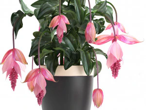 collection exotic plants medinilla magnifica 3D Model