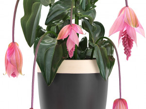 collection exotic plants medinilla magnifica 3D Model