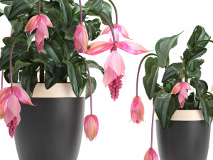 collection exotic plants medinilla magnifica 3D Model