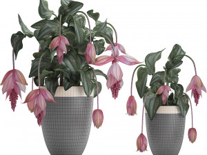 collection exotic plants medinilla magnifica 3D Model