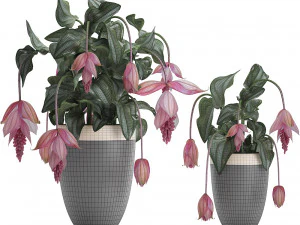 collection exotic plants medinilla magnifica 3D Model