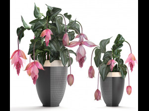 collection exotic plants medinilla magnifica 3D Model