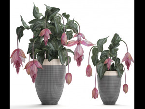 collection exotic plants medinilla magnifica 3D Model