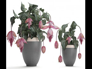 collection exotic plants medinilla magnifica 3D Model