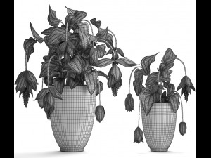 collection exotic plants medinilla magnifica 3D Model