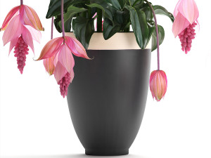 collection exotic plants medinilla magnifica 3D Model