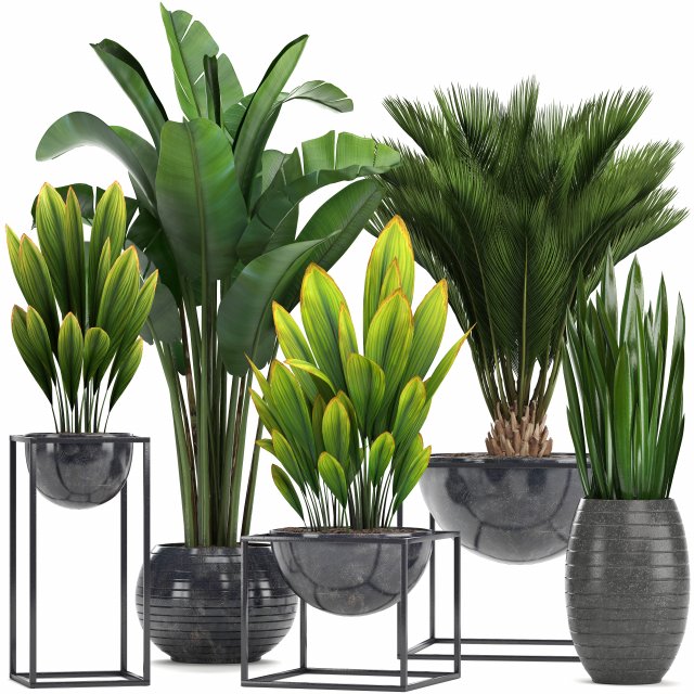 collection exotic plants Model 3D .c4d .max .obj .3ds .fbx .stl .blend 