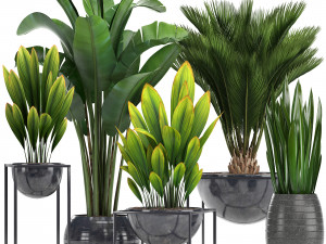 collection exotic plants Modelo 3D