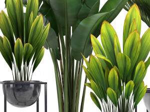 collection exotic plants Model 3D